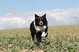 BORDER COLLIE 074